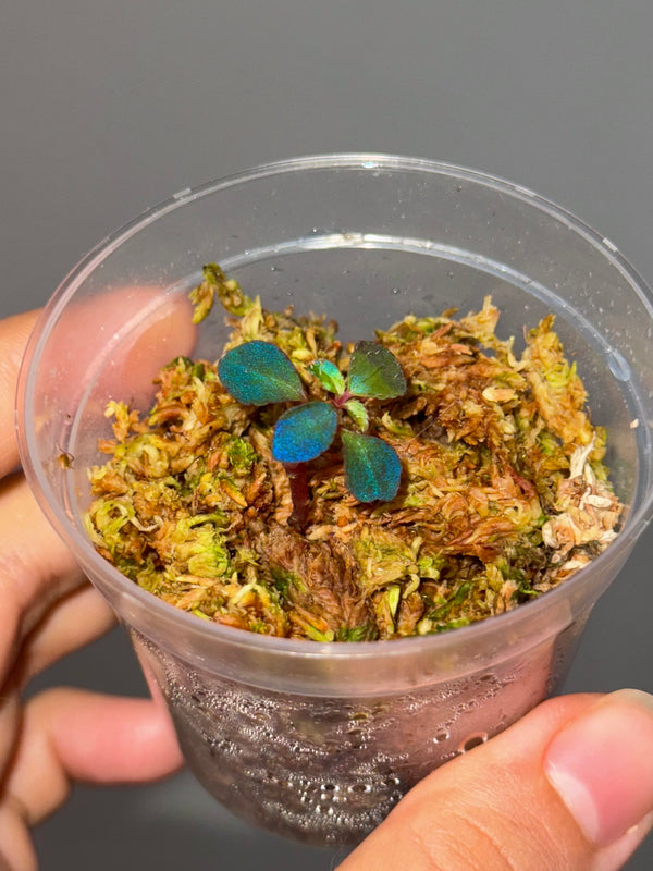 Sarcopyramis sp. Sumatra Blue