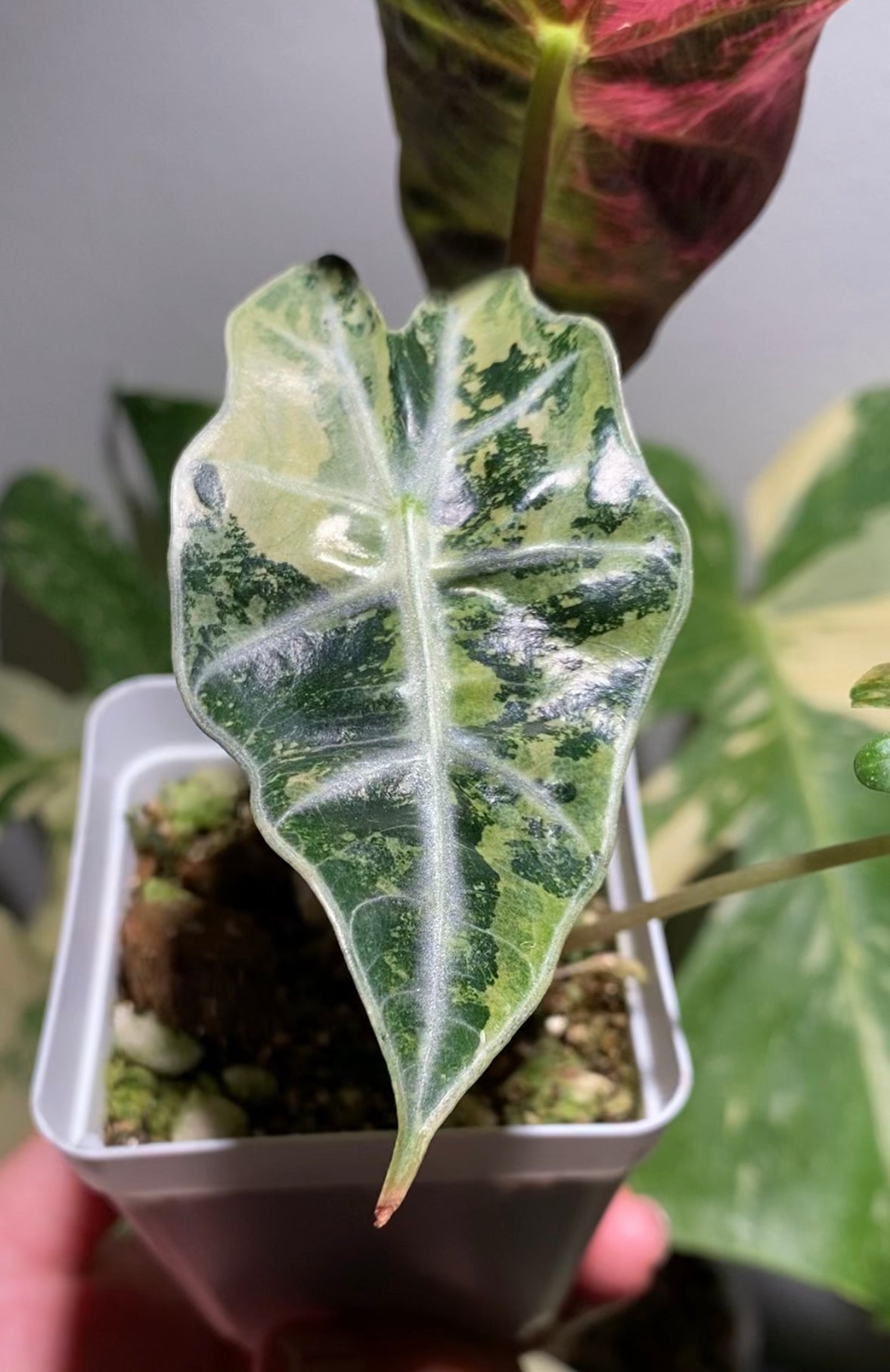 Alocasia Amazonica ‘Polly’ Variegata