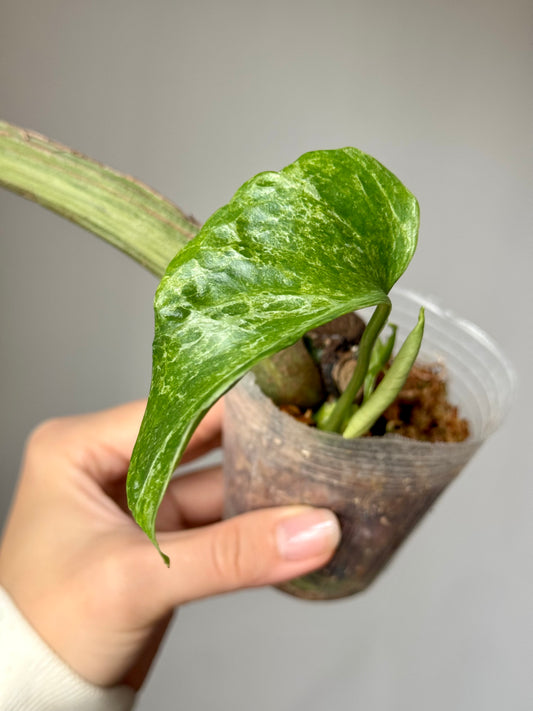 Monstera deliciosa ‘Ocean Mint’
