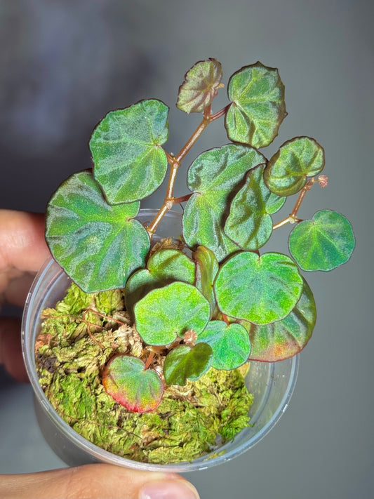 Begonia sp Sarawak