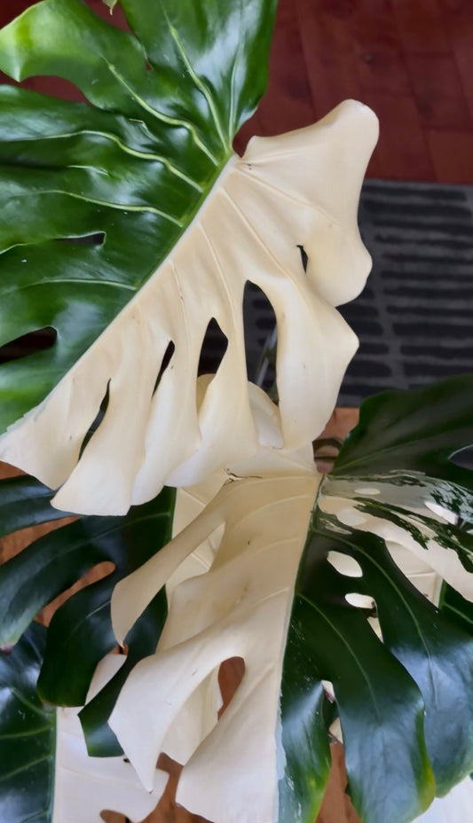Monstera deliciosa (Large Form) Albo Rooted Cutting￼