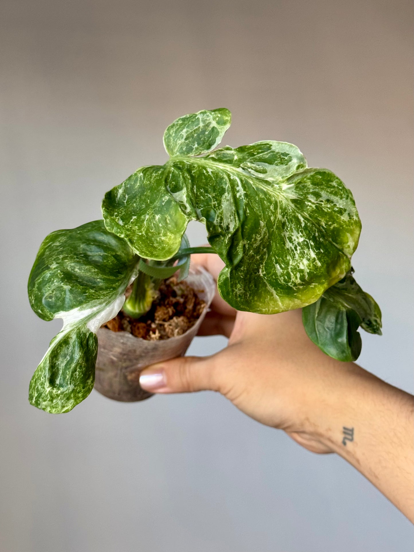 Monstera deliciosa ‘Ocean Mint’