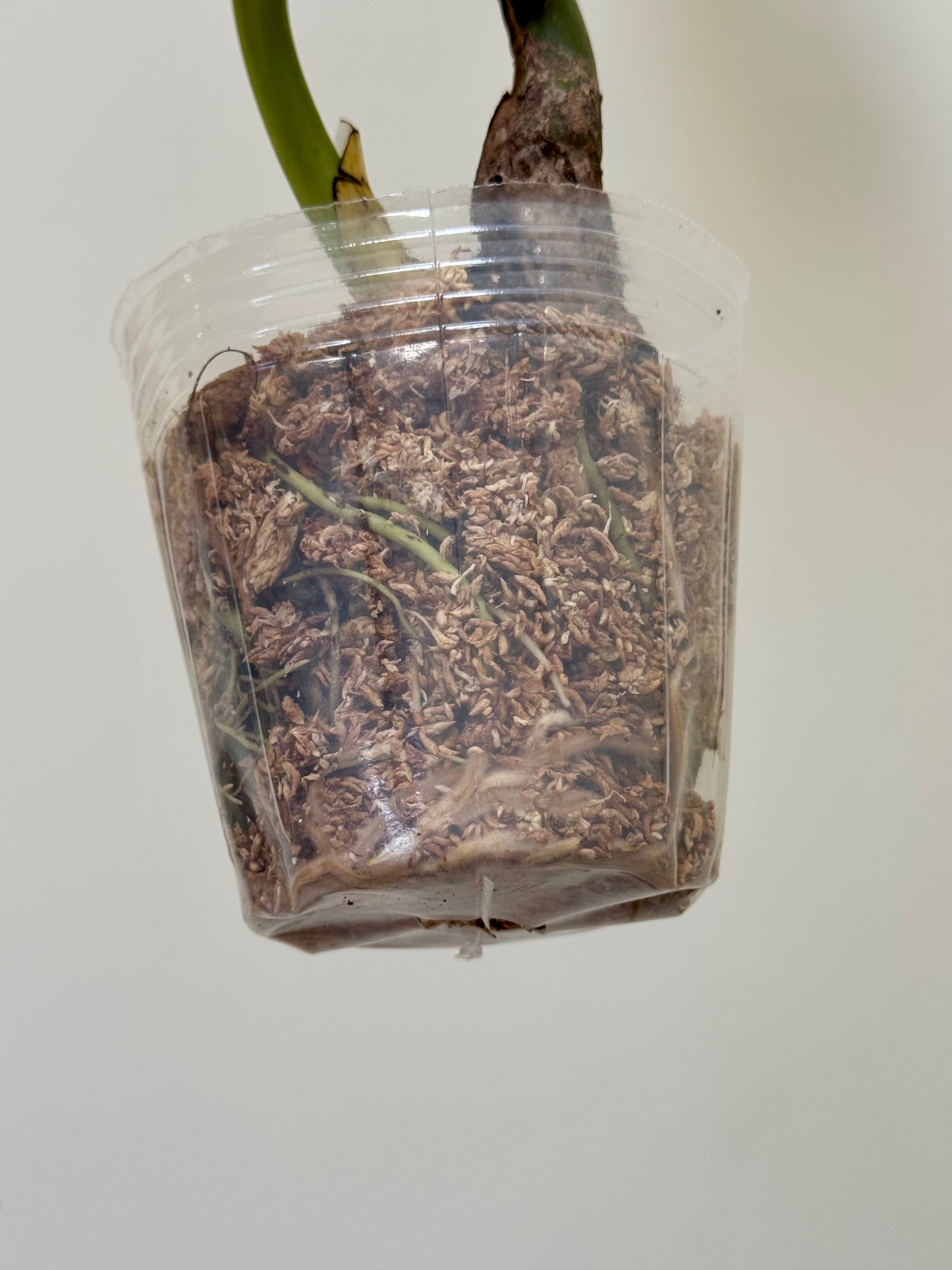 Monstera deliciosa (Large Form) Albo Rooted Cutting￼