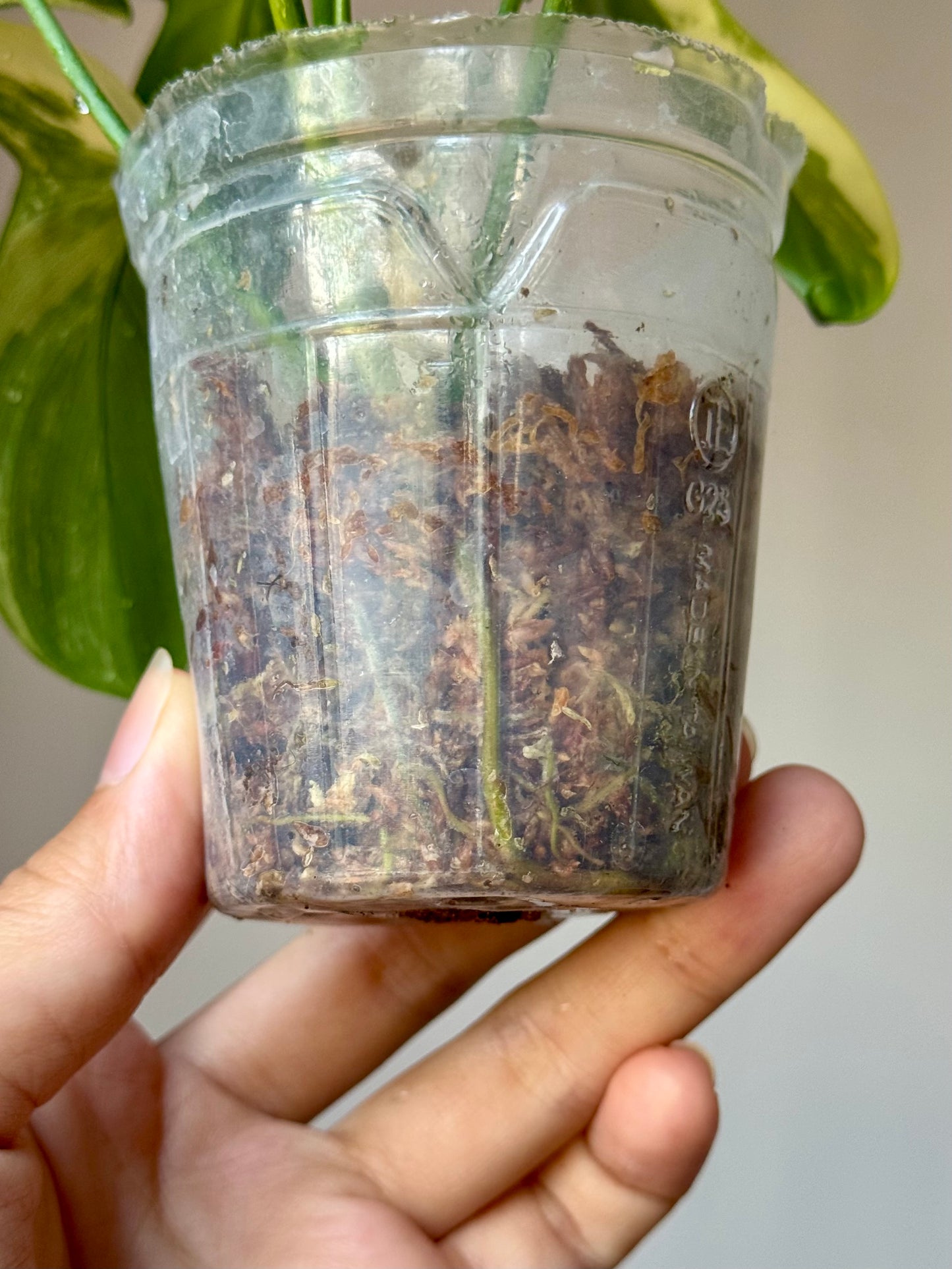 Philodendron Pedatum Variegated
