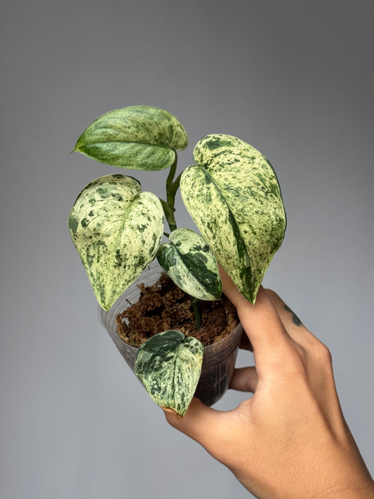 Scindapsus Pictus ‘Jade Satin Marble Variegated’