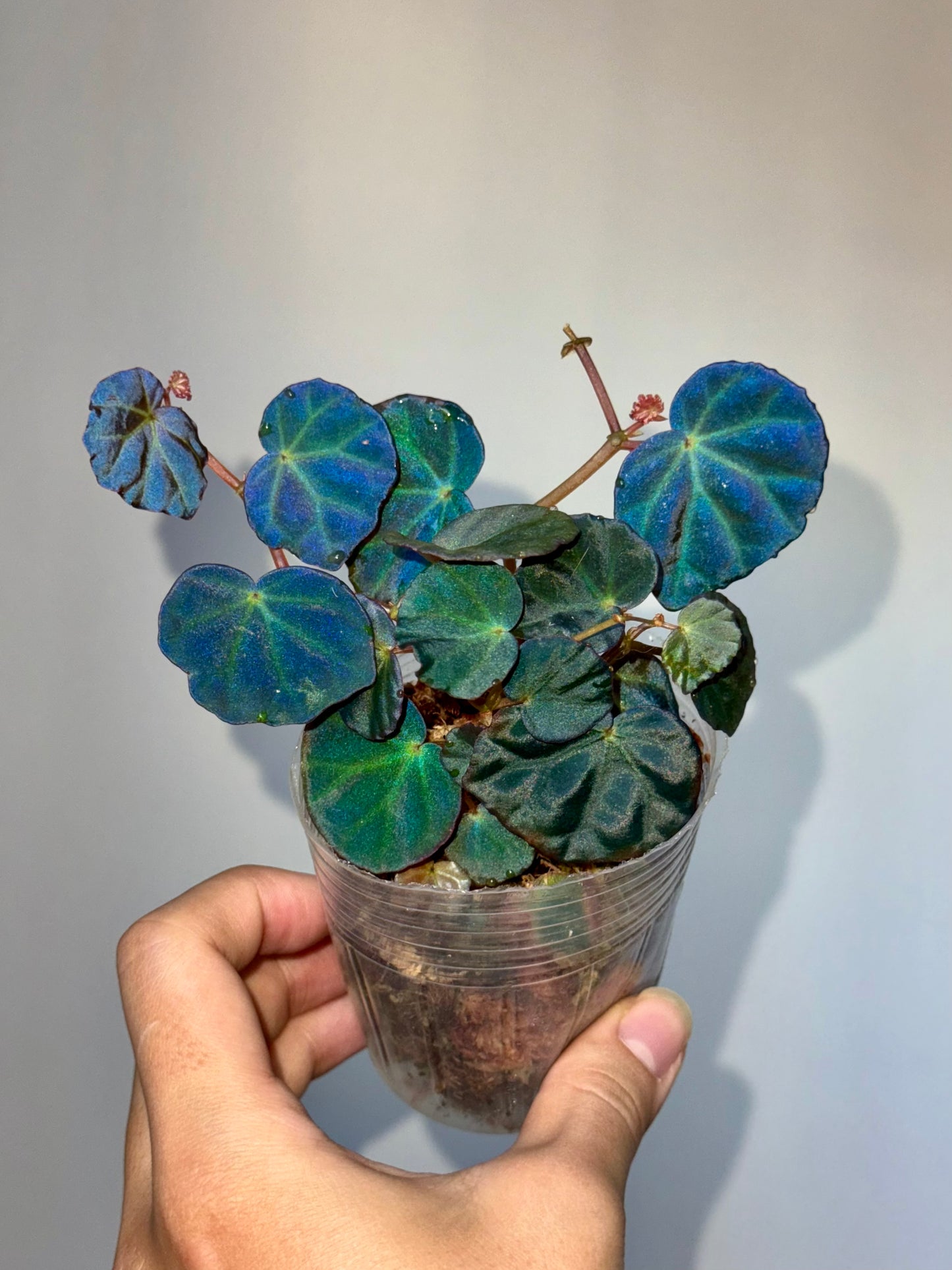 Begonia sp Sarawak