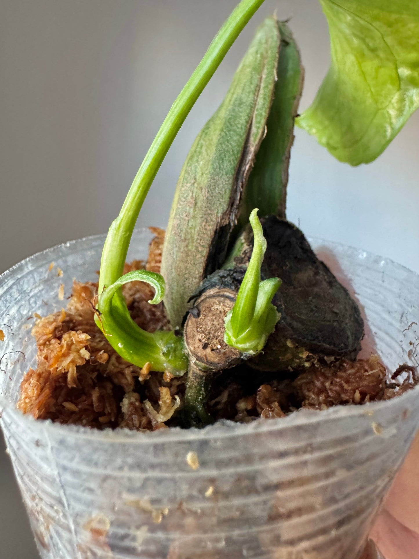 Monstera deliciosa ‘Ocean Mint’