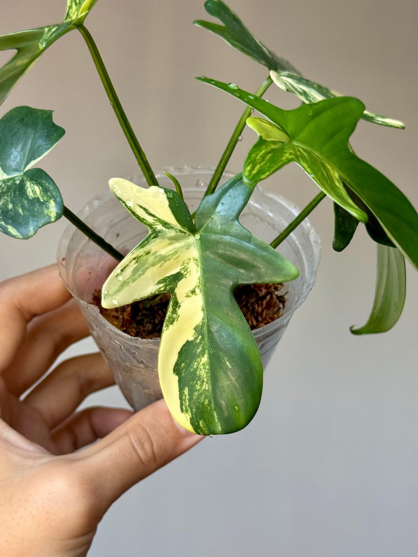 Philodendron Pedatum Variegated
