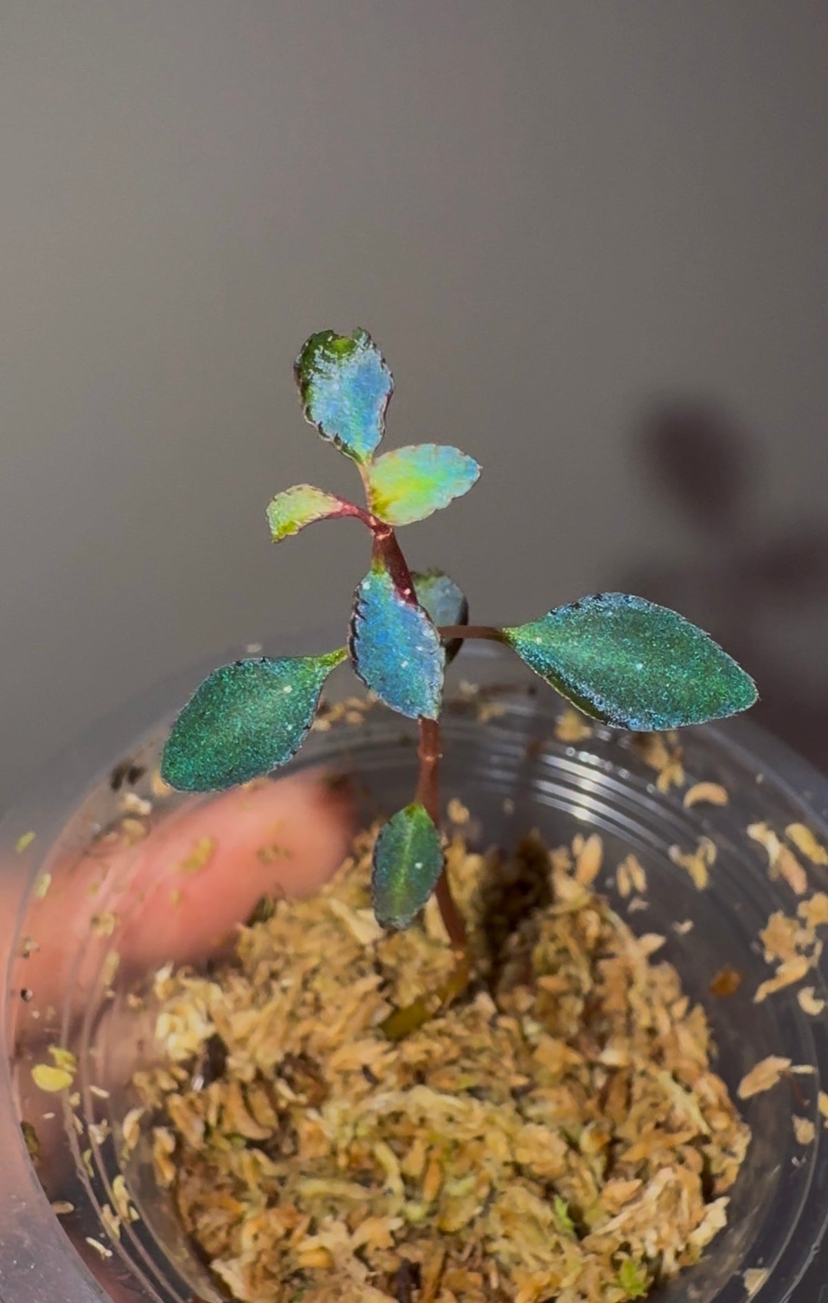 Sarcopyramis sp. Sumatra Blue