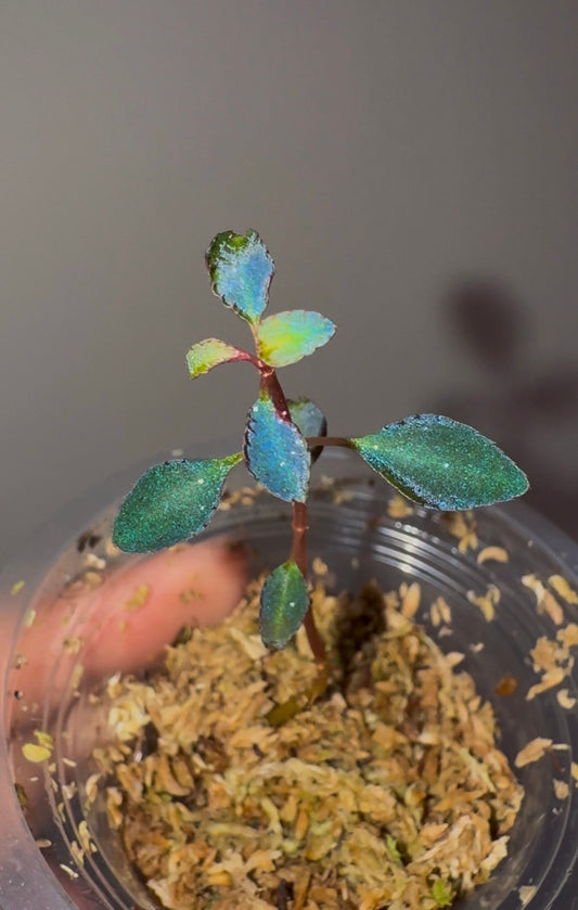 Sarcopyramis sp. Sumatra Blue