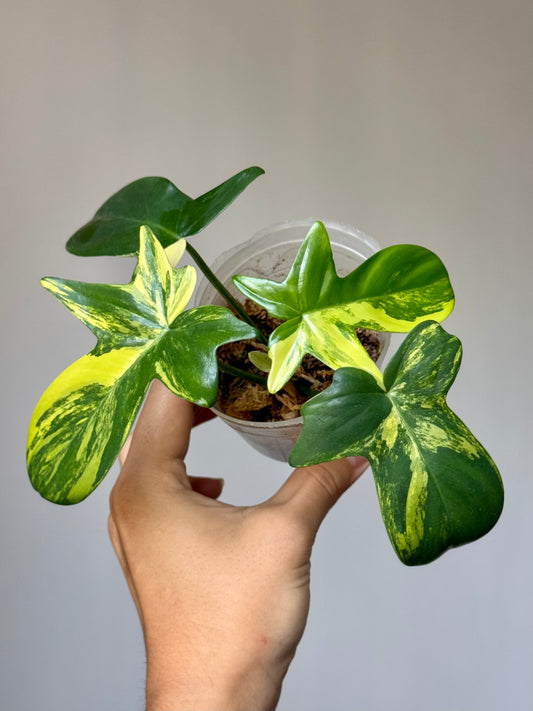 Philodendron Pedatum Variegated