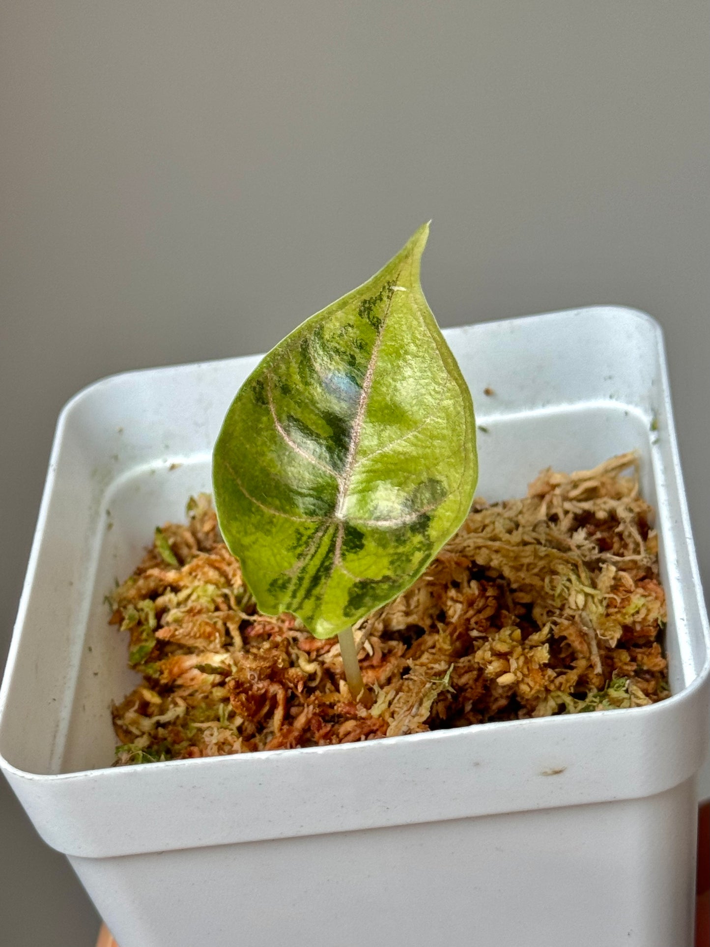 Alocasia azlanii Variegata