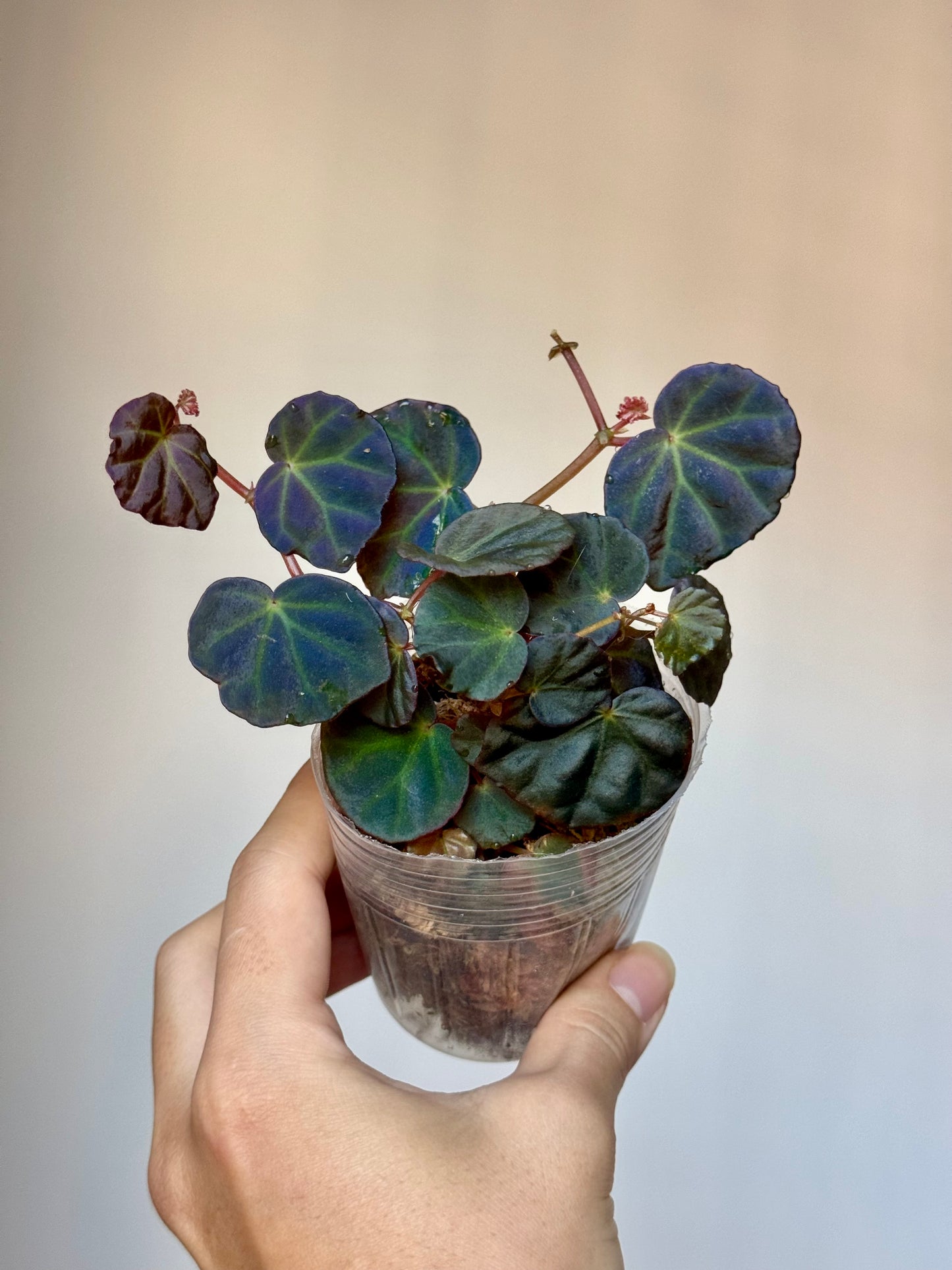 Begonia sp Sarawak