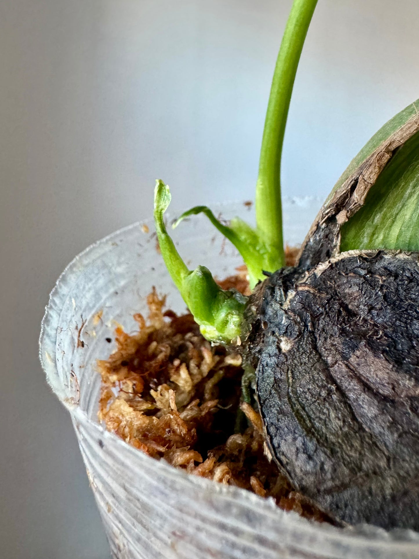 Monstera deliciosa ‘Ocean Mint’