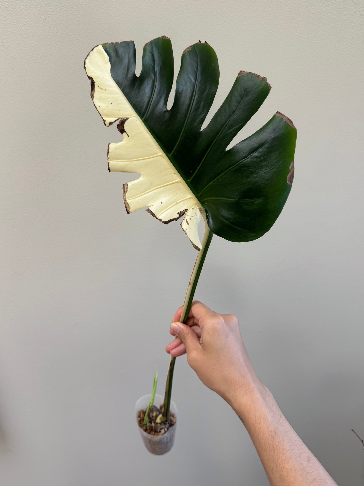 Monstera deliciosa (Large Form) Albo Rooted Cutting
