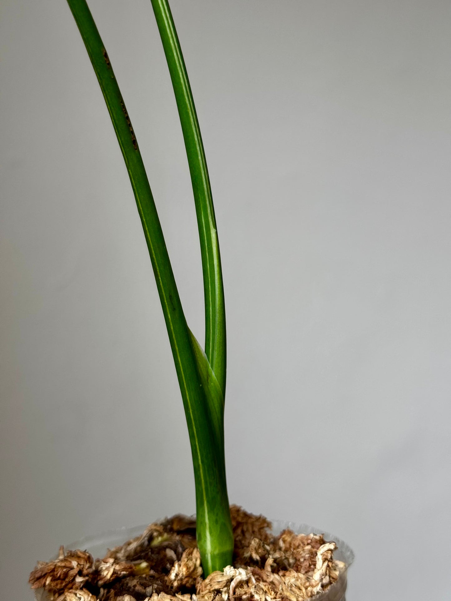 Healthy green petioles of rooted Monstera deliciosa Large Form Albo