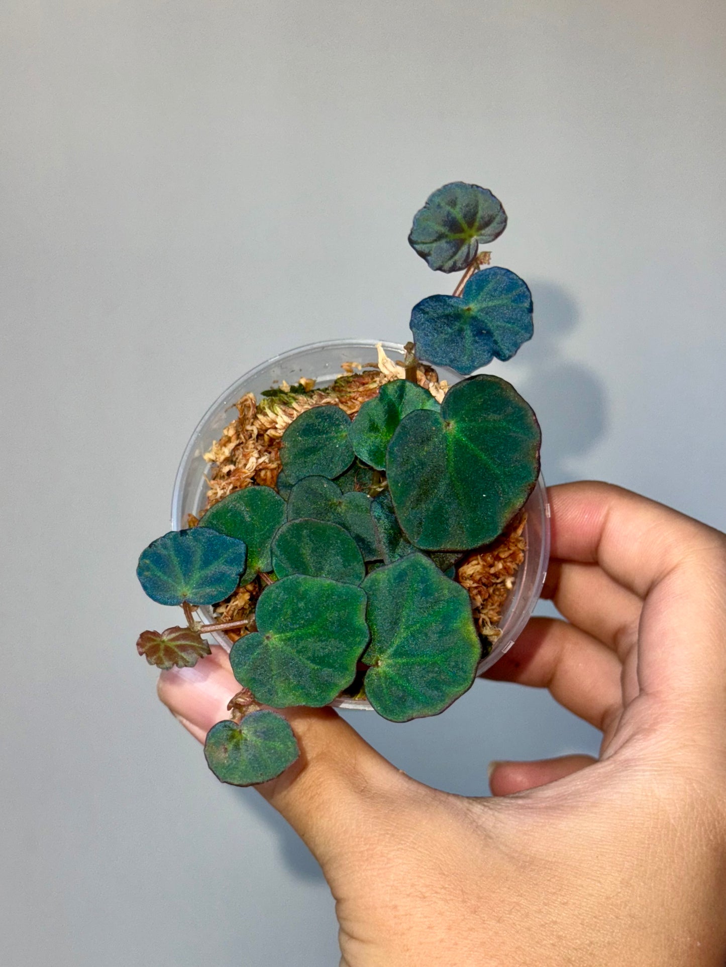 Begonia sp Sarawak