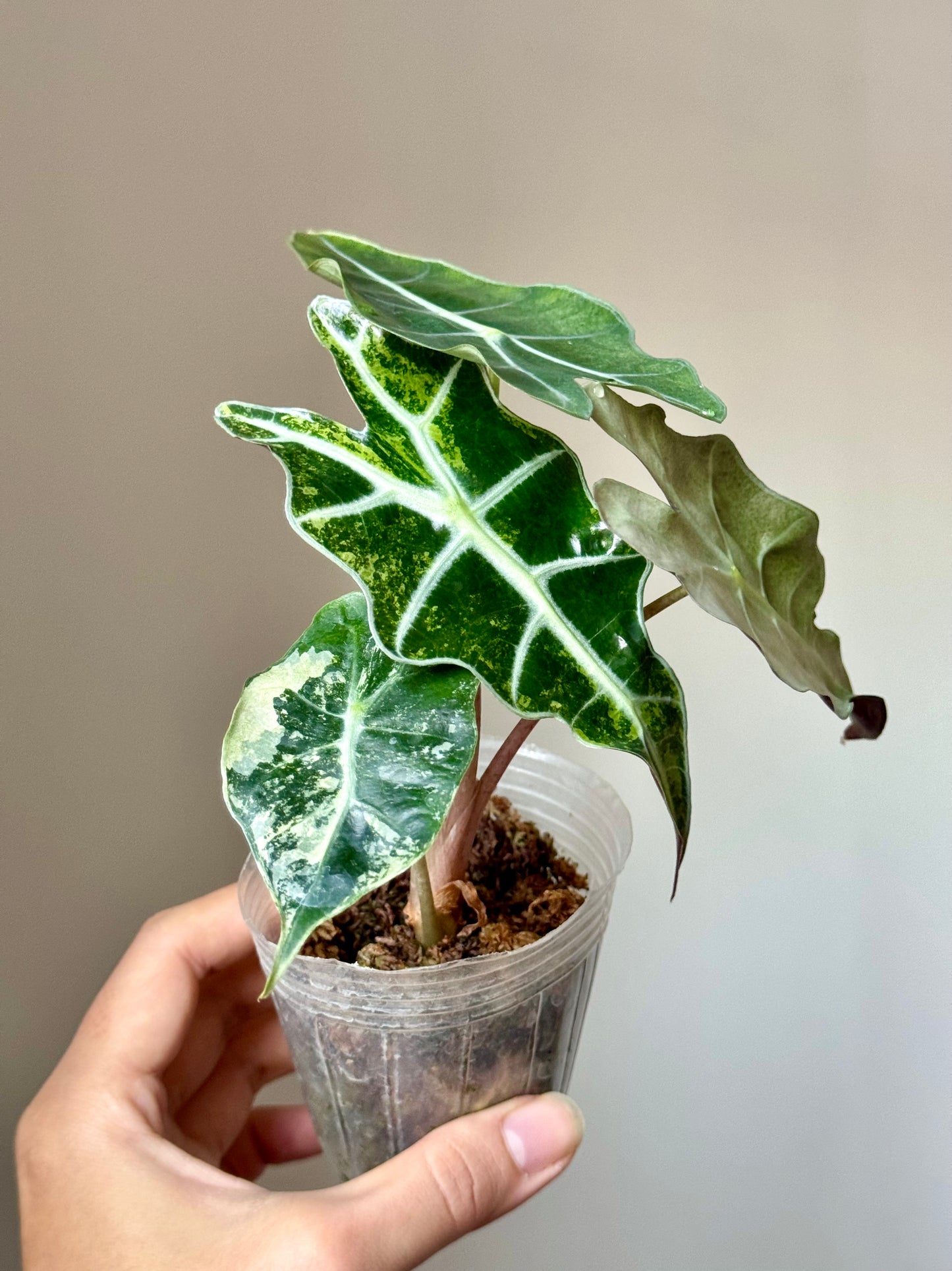 Alocasia Amazonica ‘Polly’ Variegata