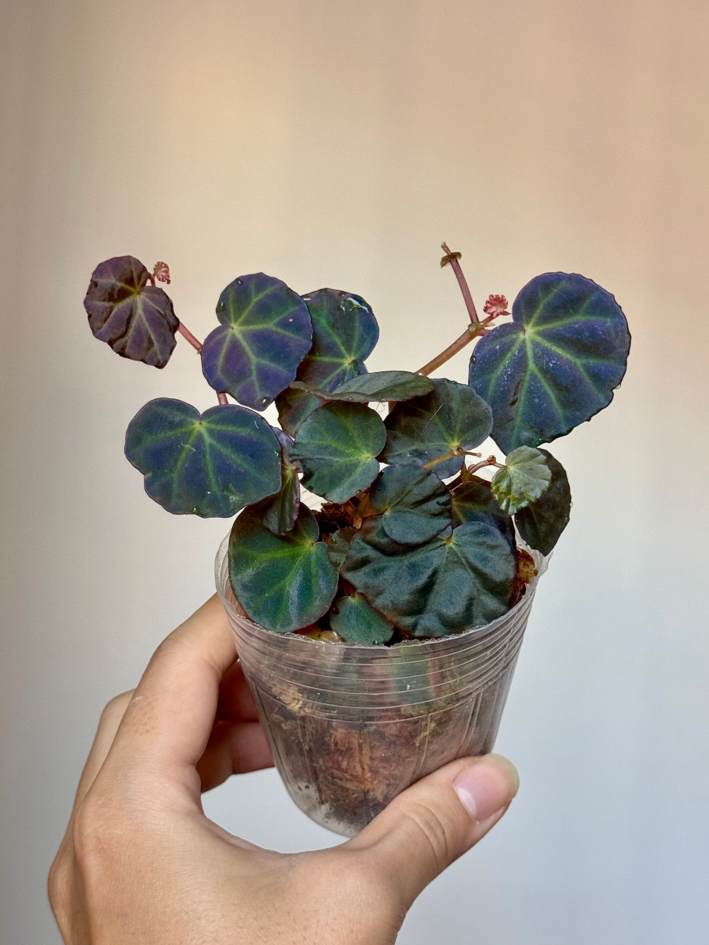 Begonia sp Sarawak