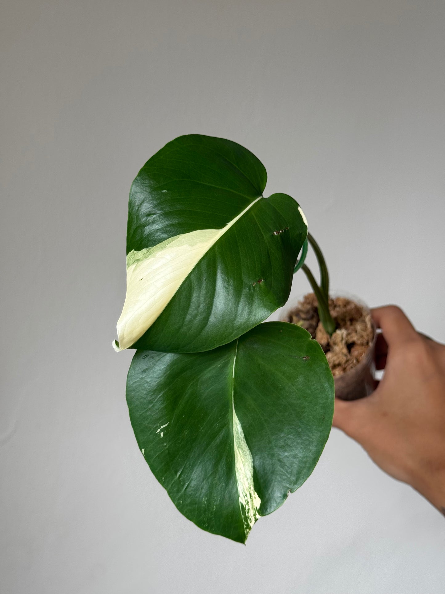 Close-up of juvenile Large Form Monstera Albo leaf with white variegation along the midrib