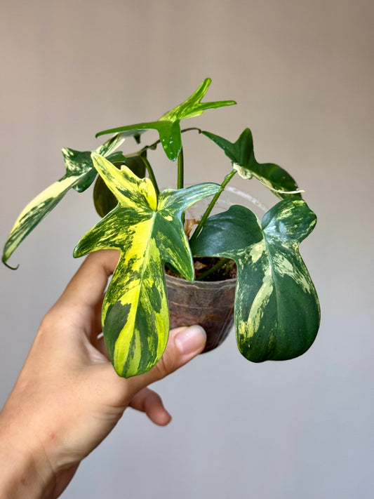 Philodendron Pedatum Variegated