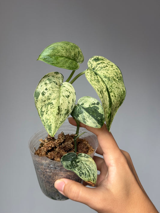 Scindapsus Pictus ‘Jade Satin Marble Variegated’