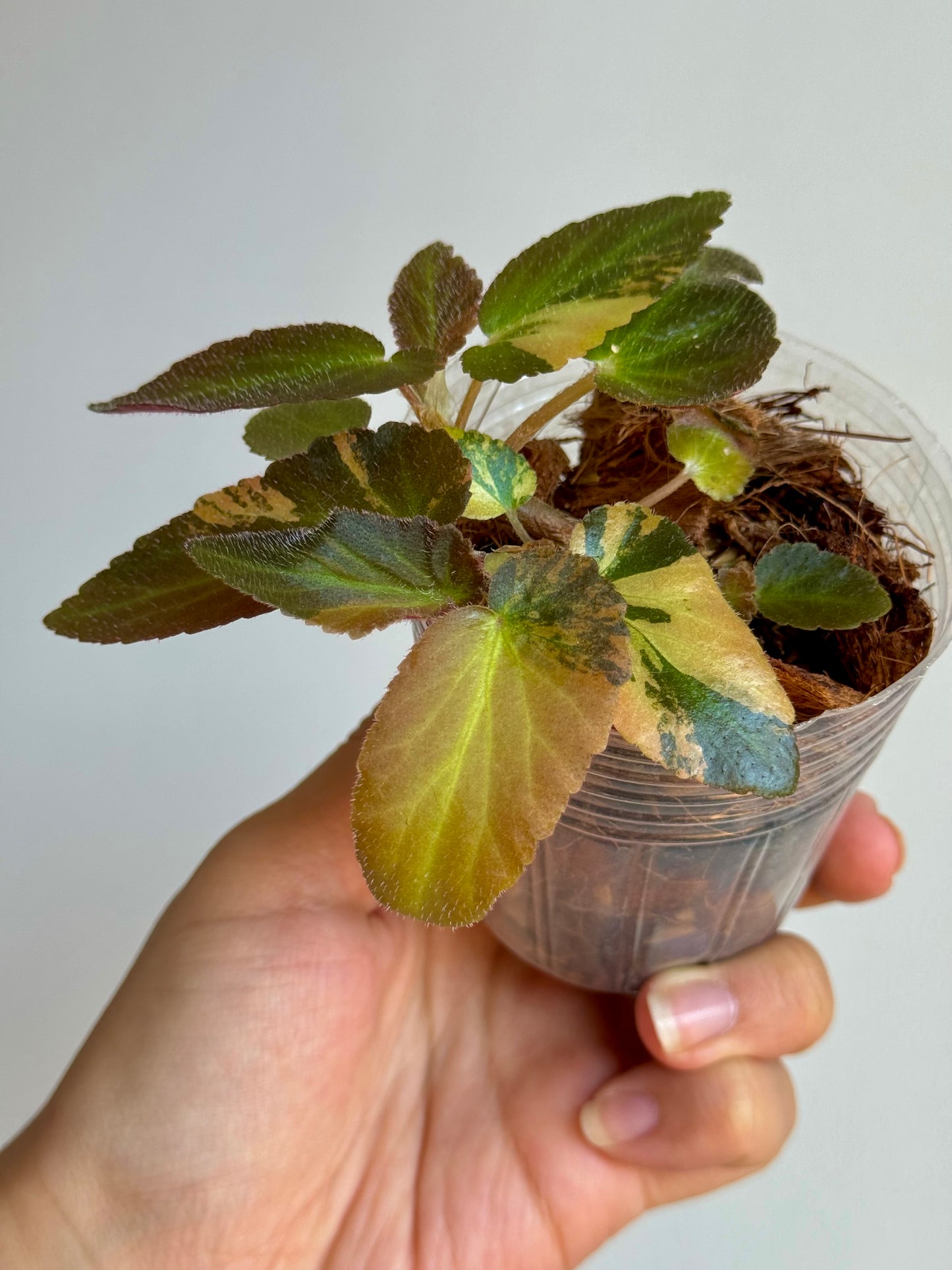 Begonia Withlacoochee Variegata