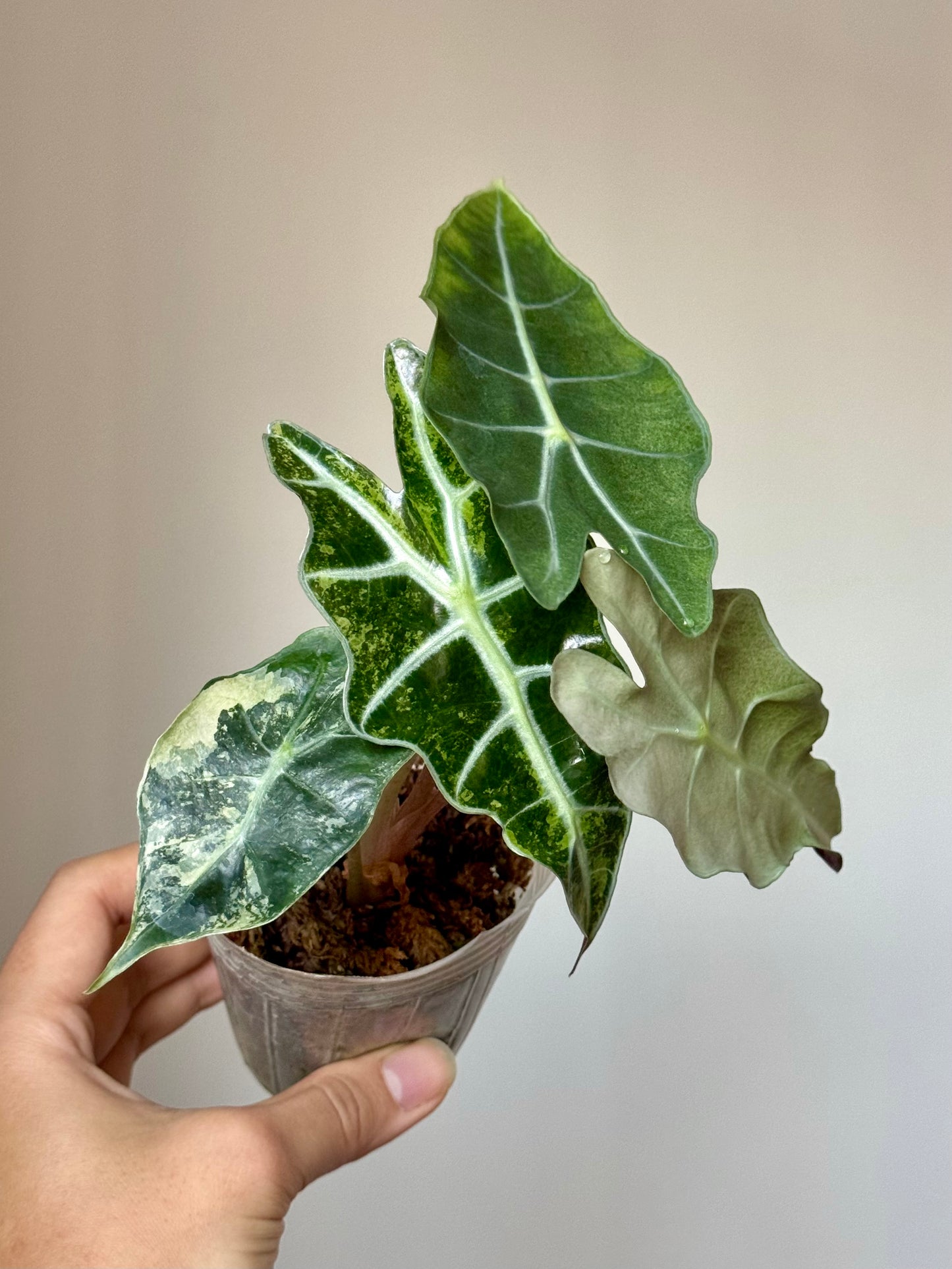 Alocasia Amazonica ‘Polly’ Variegata