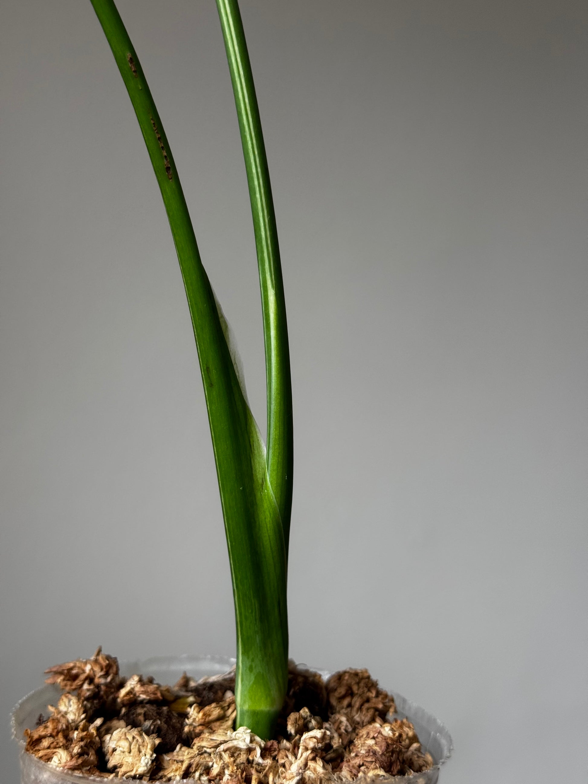 Base of rooted Monstera Large Form Albo cutting in clear pot with sphagnum moss