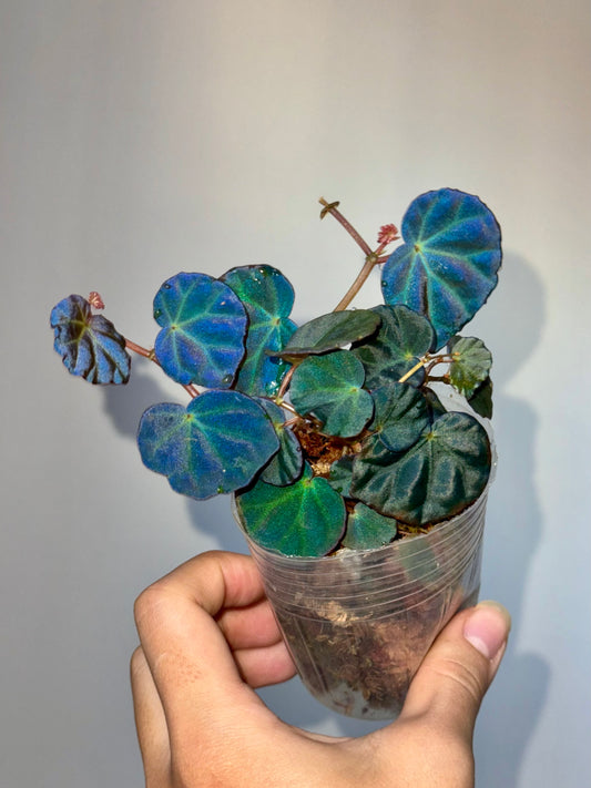 Begonia sp Sarawak