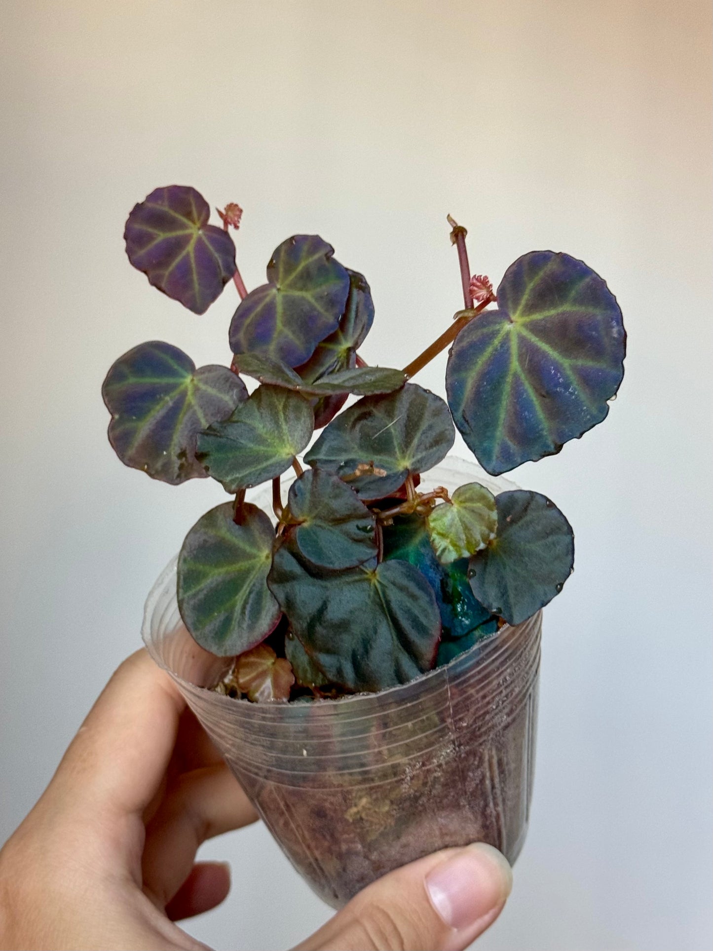 Begonia sp Sarawak