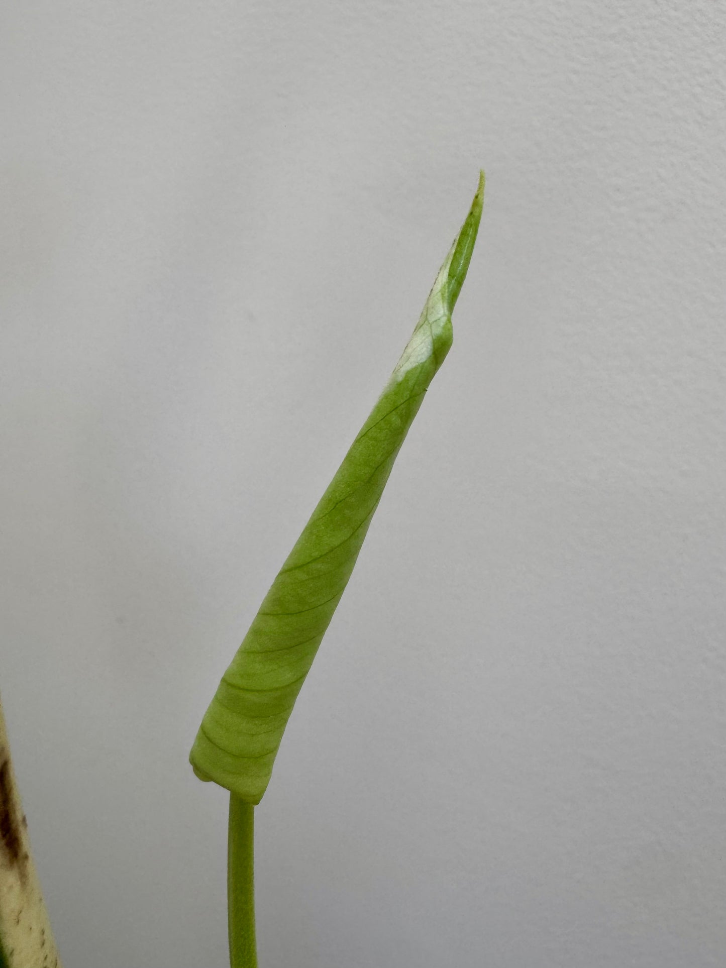 Monstera deliciosa (Large Form) Albo Rooted Cutting