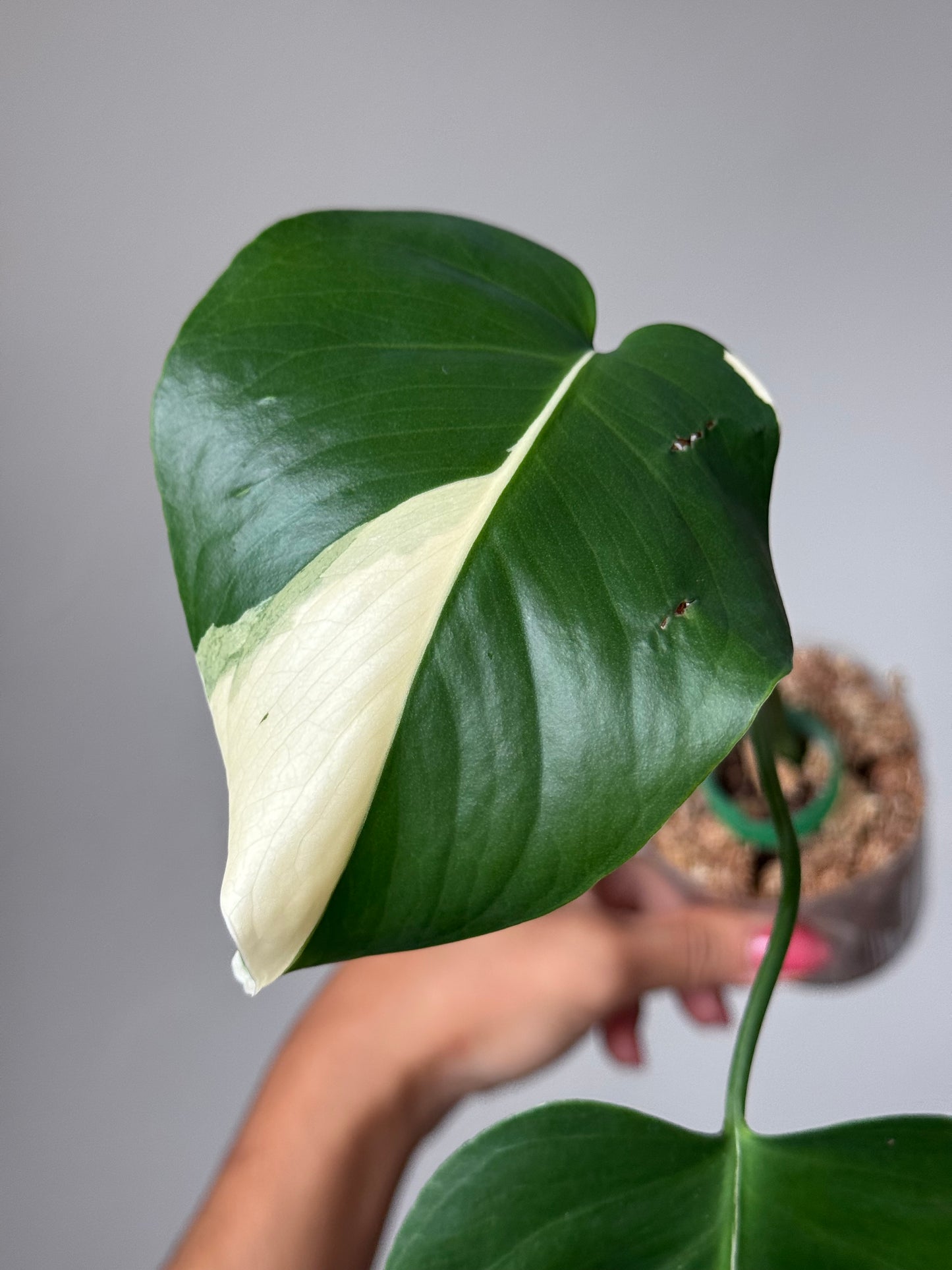 Detail of white sectoral variegation on Large Form Monstera Albo leaf