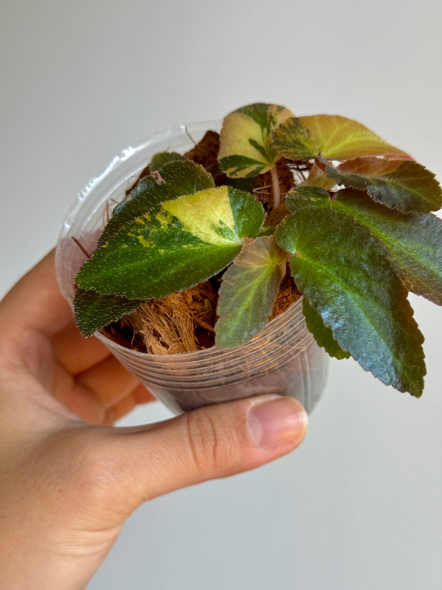 Begonia Withlacoochee Variegata