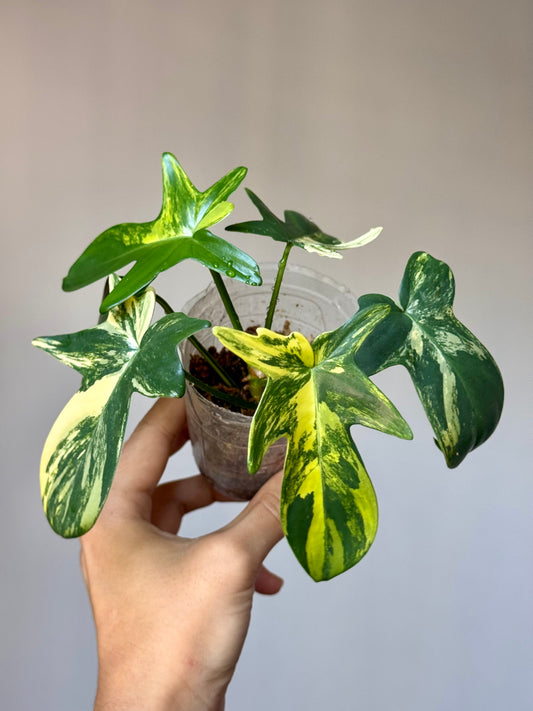 Philodendron Pedatum Variegated