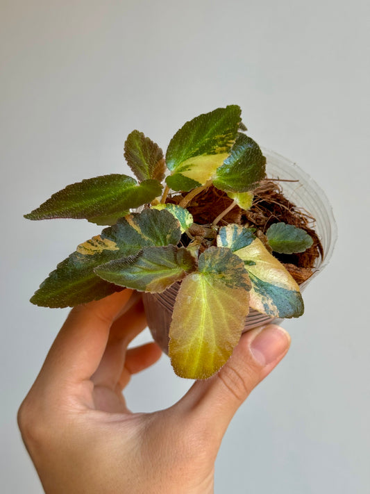 Begonia Withlacoochee Variegata