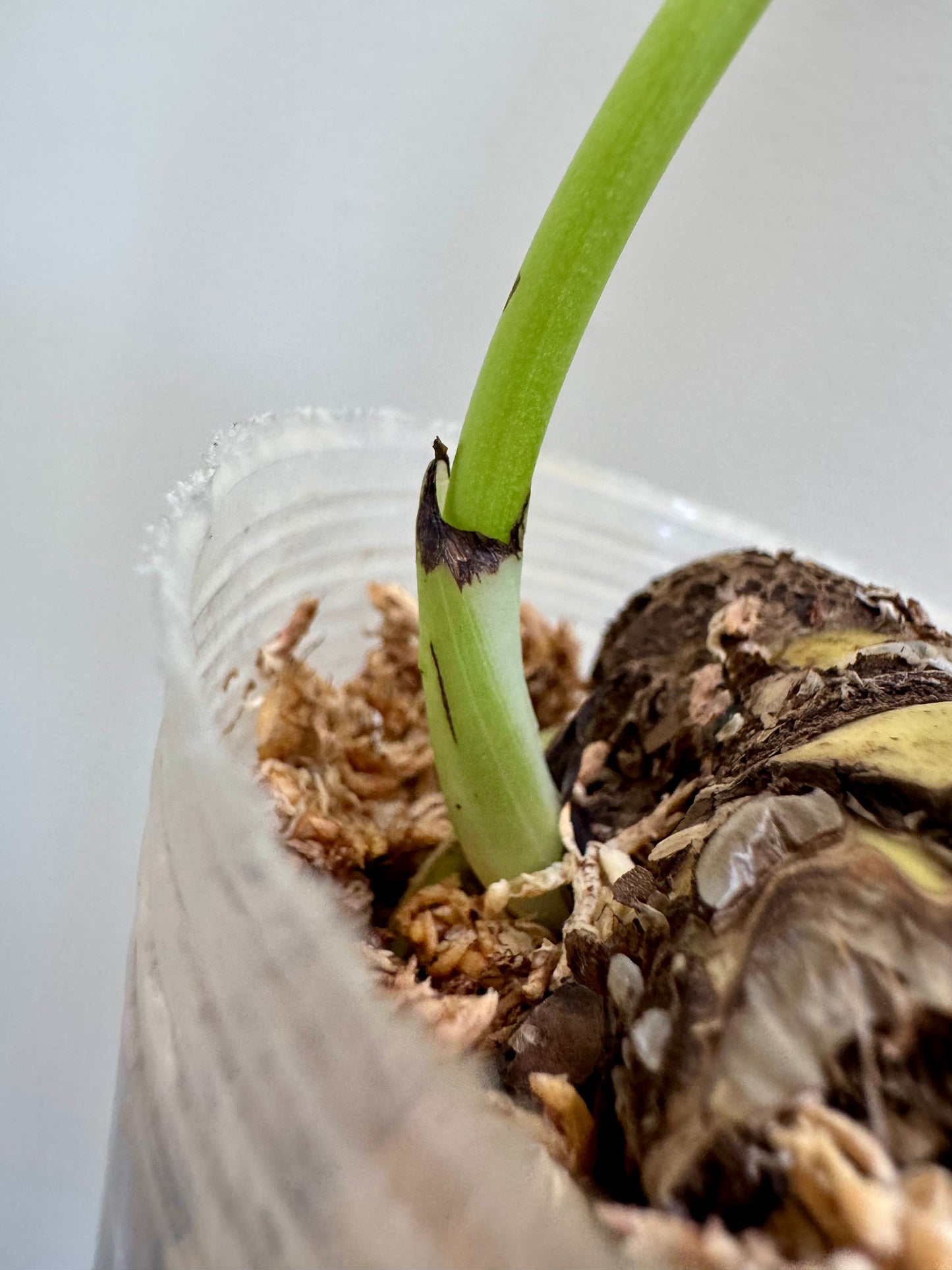 Monstera deliciosa (Large Form) Albo Rooted Cutting