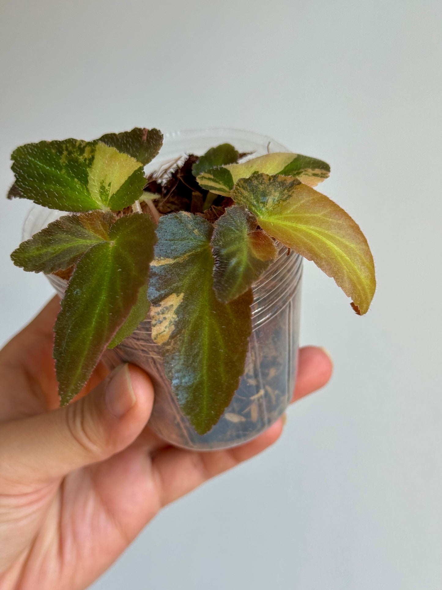 Begonia Withlacoochee Variegata