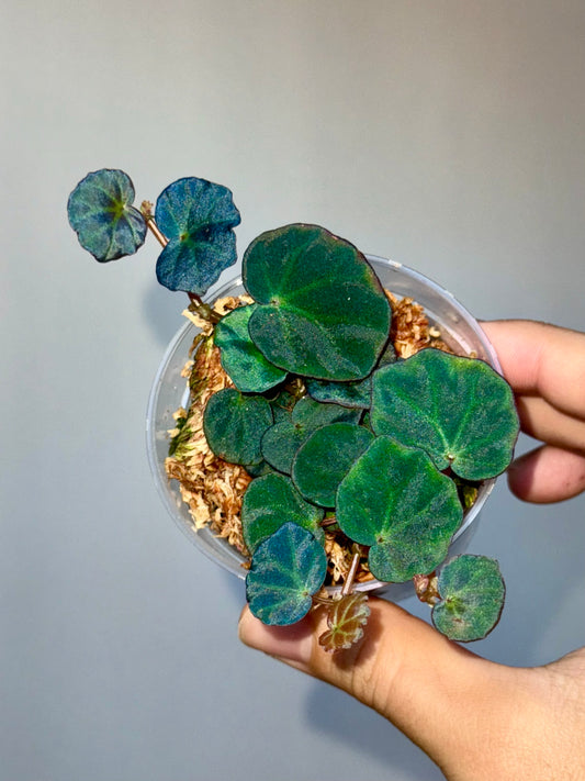 Begonia sp Sarawak