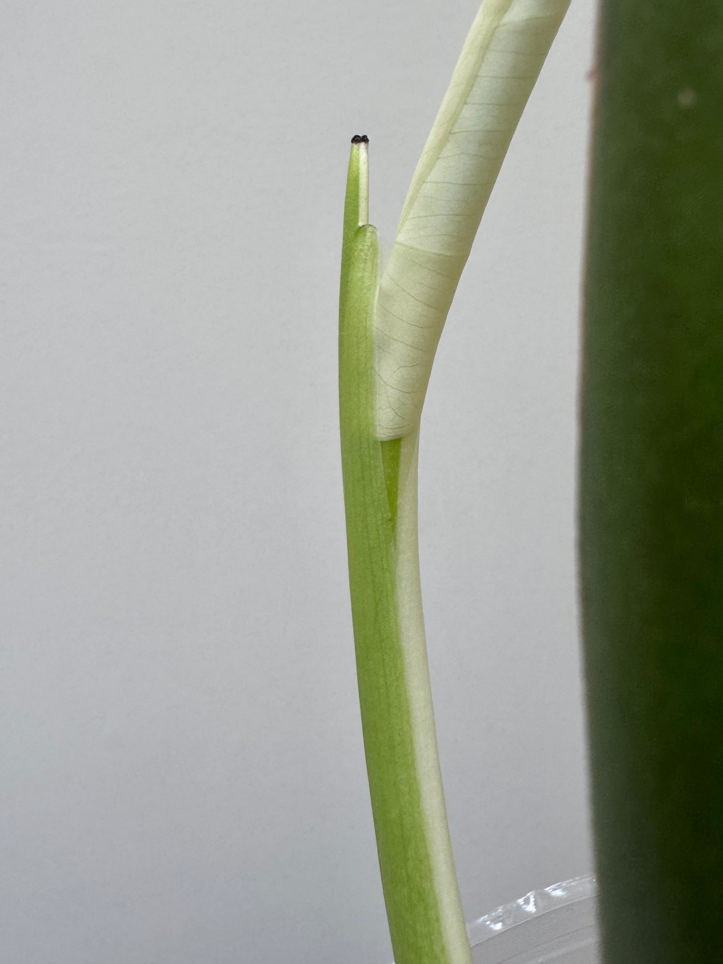 Monstera deliciosa (Large Form) Albo Rooted Cutting￼