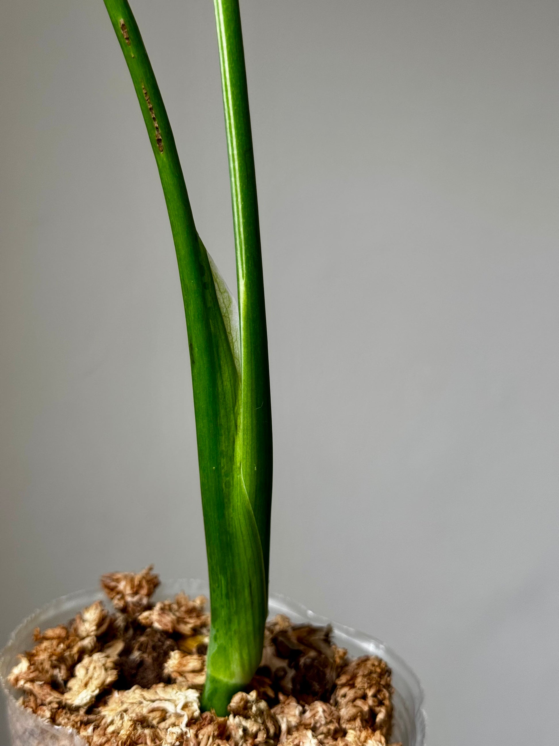Monstera Large Form Albo stems and new growth emerging in sphagnum moss