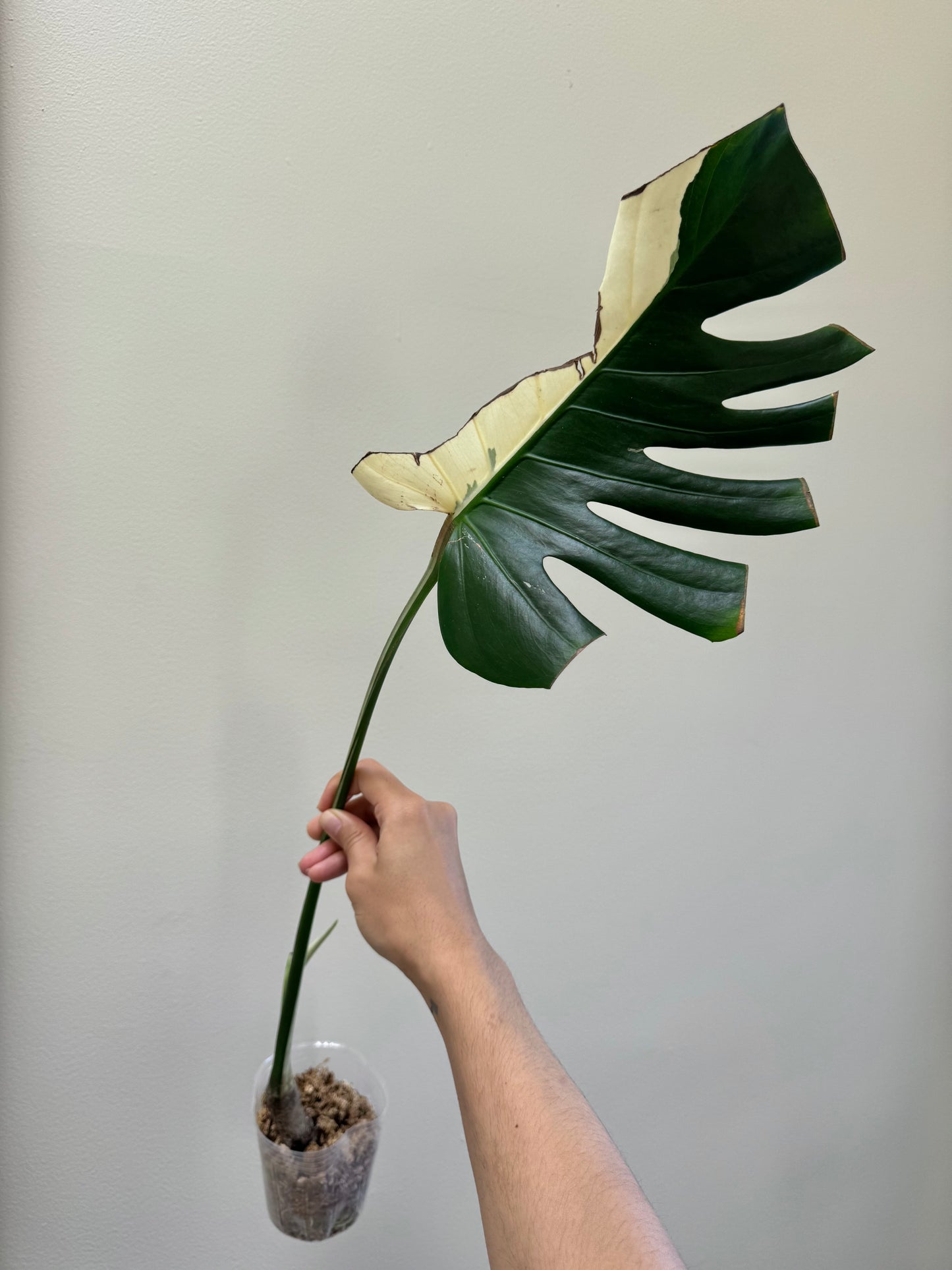 Monstera deliciosa (Large Form) Albo Rooted Cutting￼