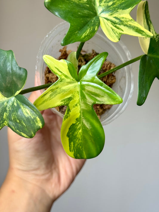 Philodendron Pedatum Variegated