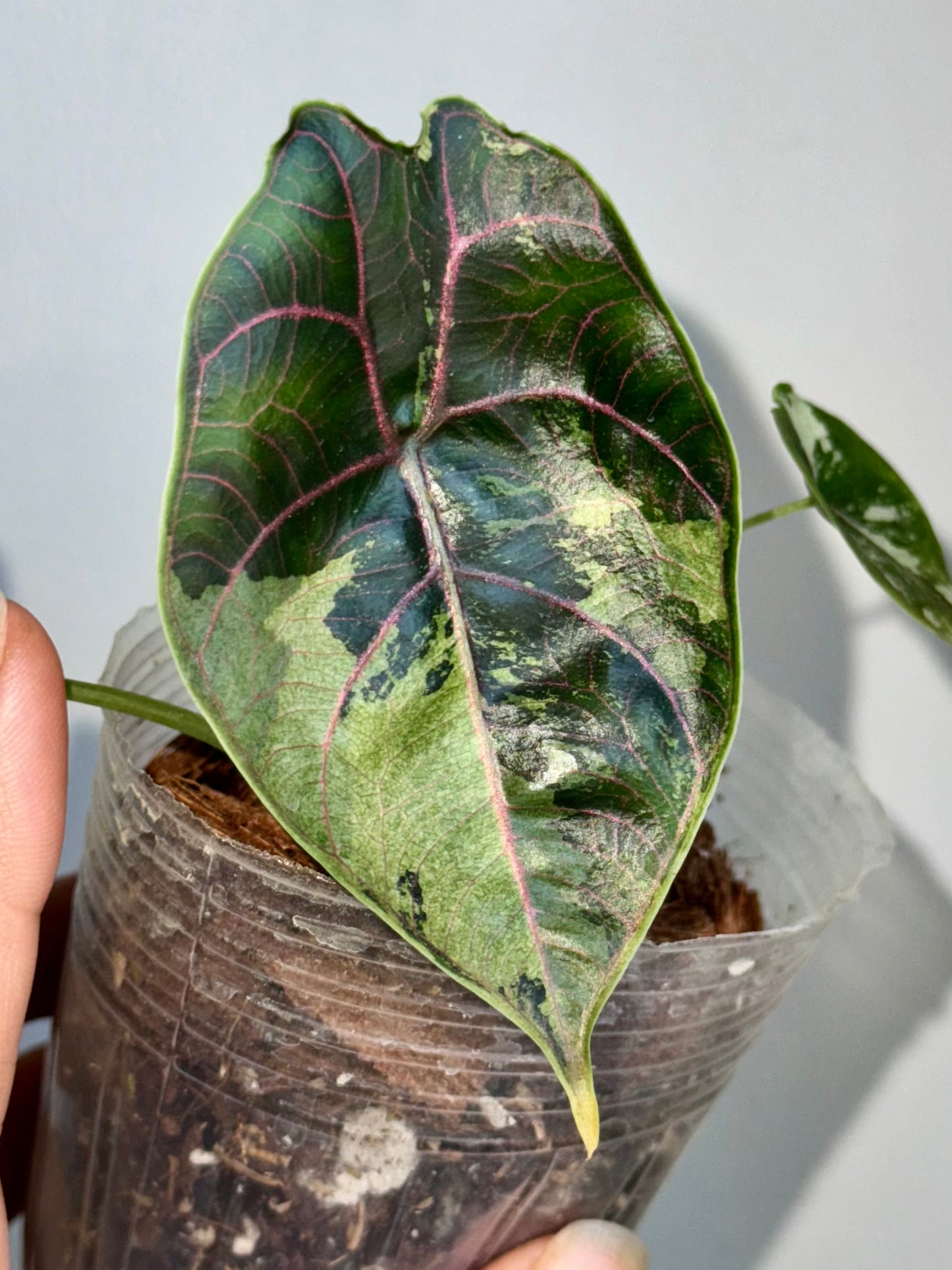 Alocasia azlanii Variegata