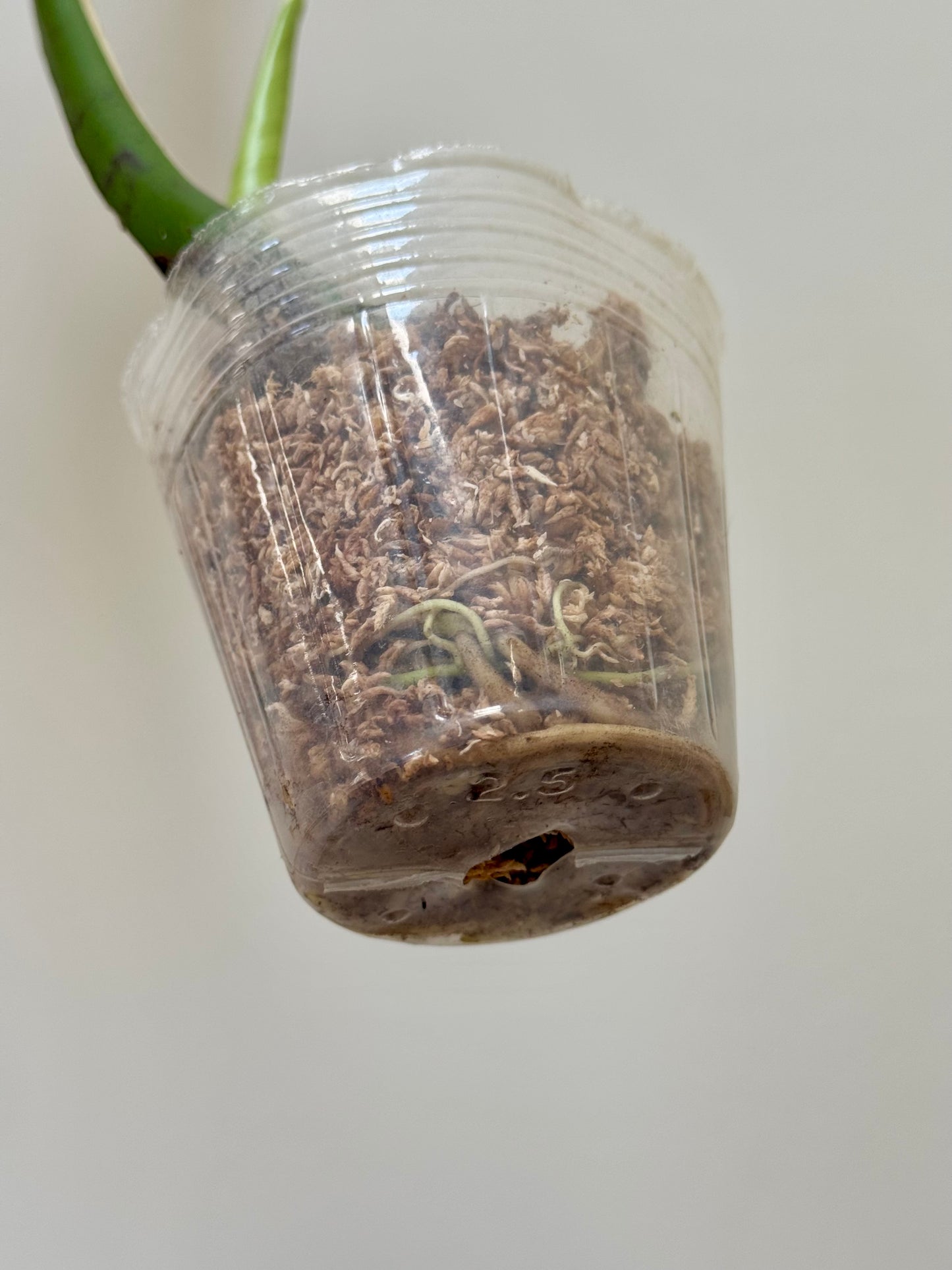 Monstera deliciosa (Large Form) Albo Rooted Cutting