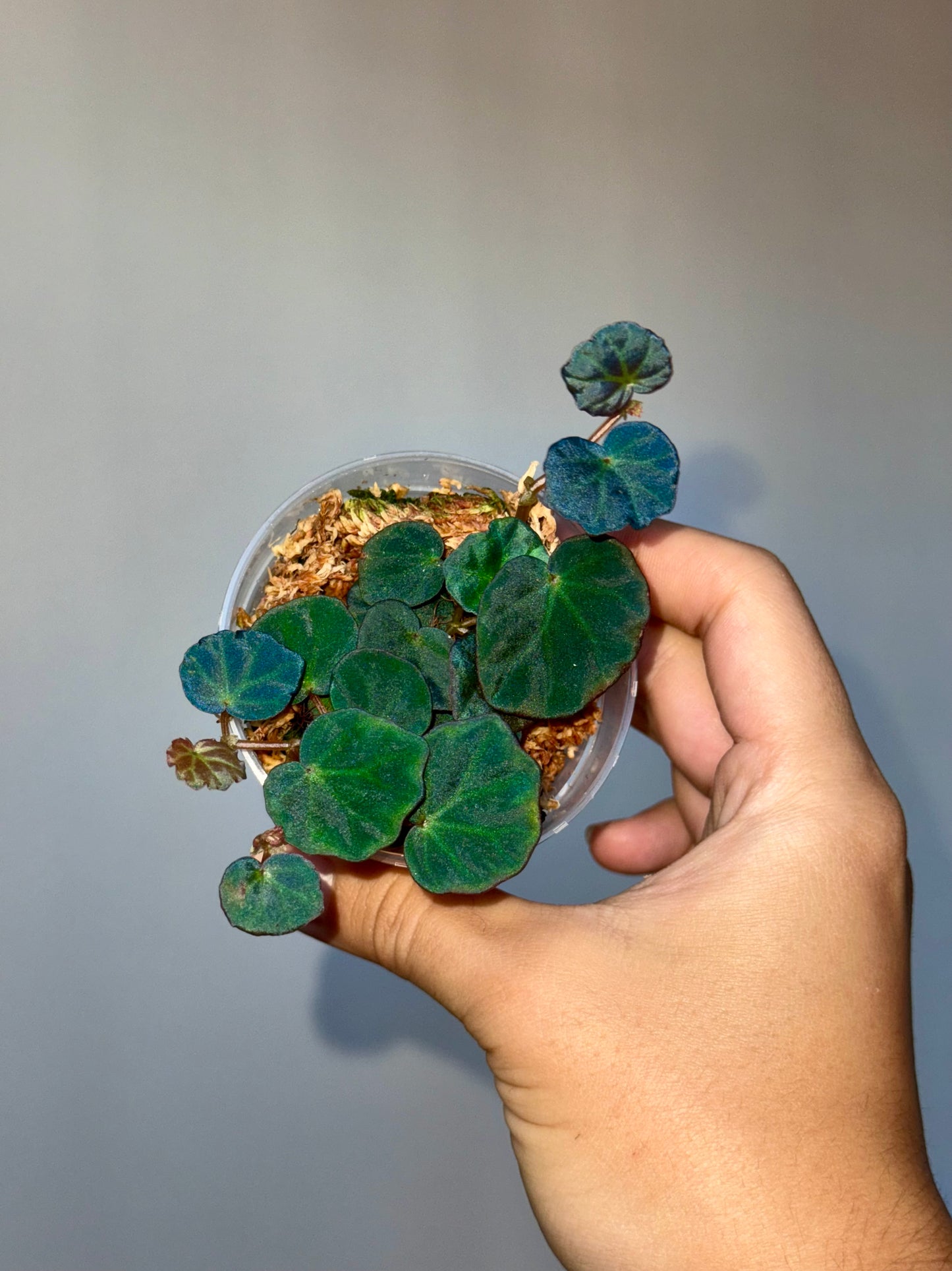 Begonia sp Sarawak