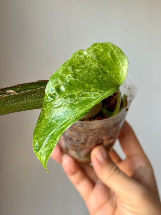 Monstera deliciosa ‘Ocean Mint’