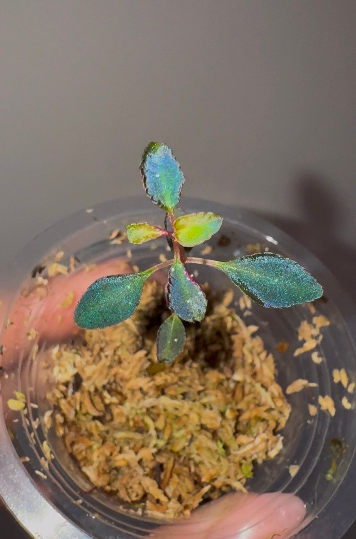 Sarcopyramis sp. Sumatra Blue
