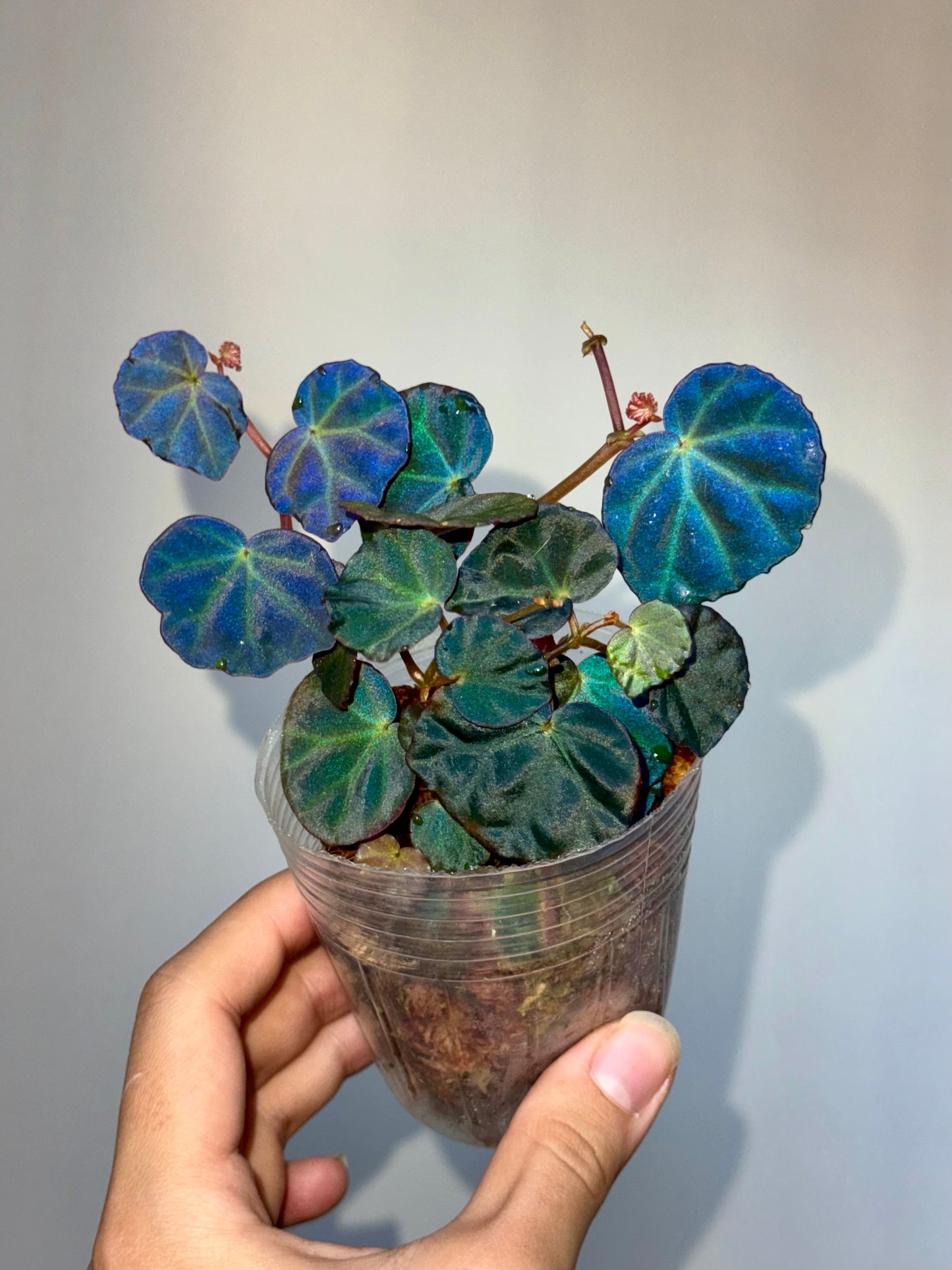 Begonia sp Sarawak