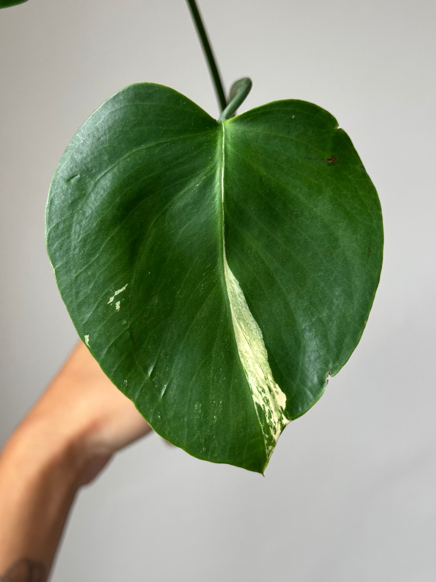 Heart-shaped juvenile Monstera Large Form Albo leaf with white variegation streak